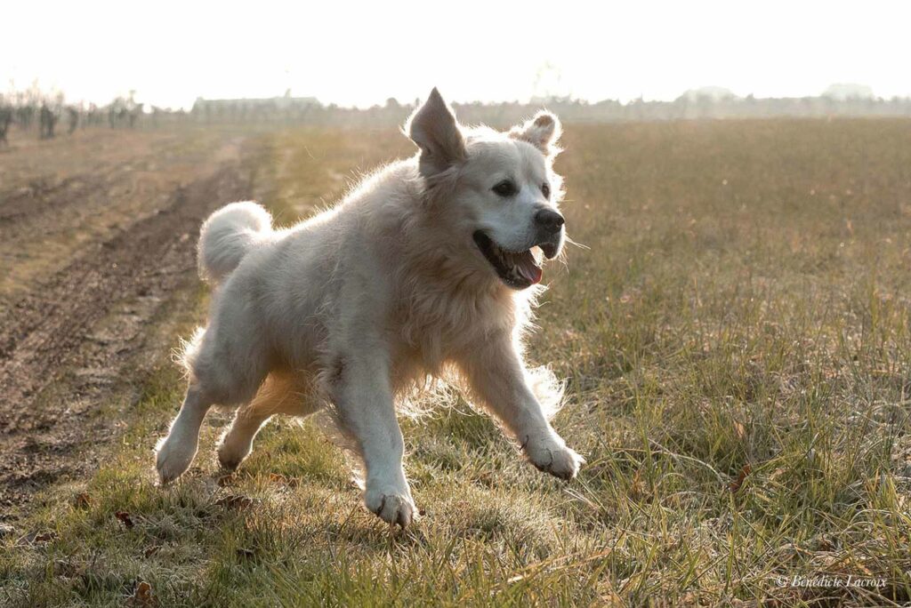 chien saute photo clisson