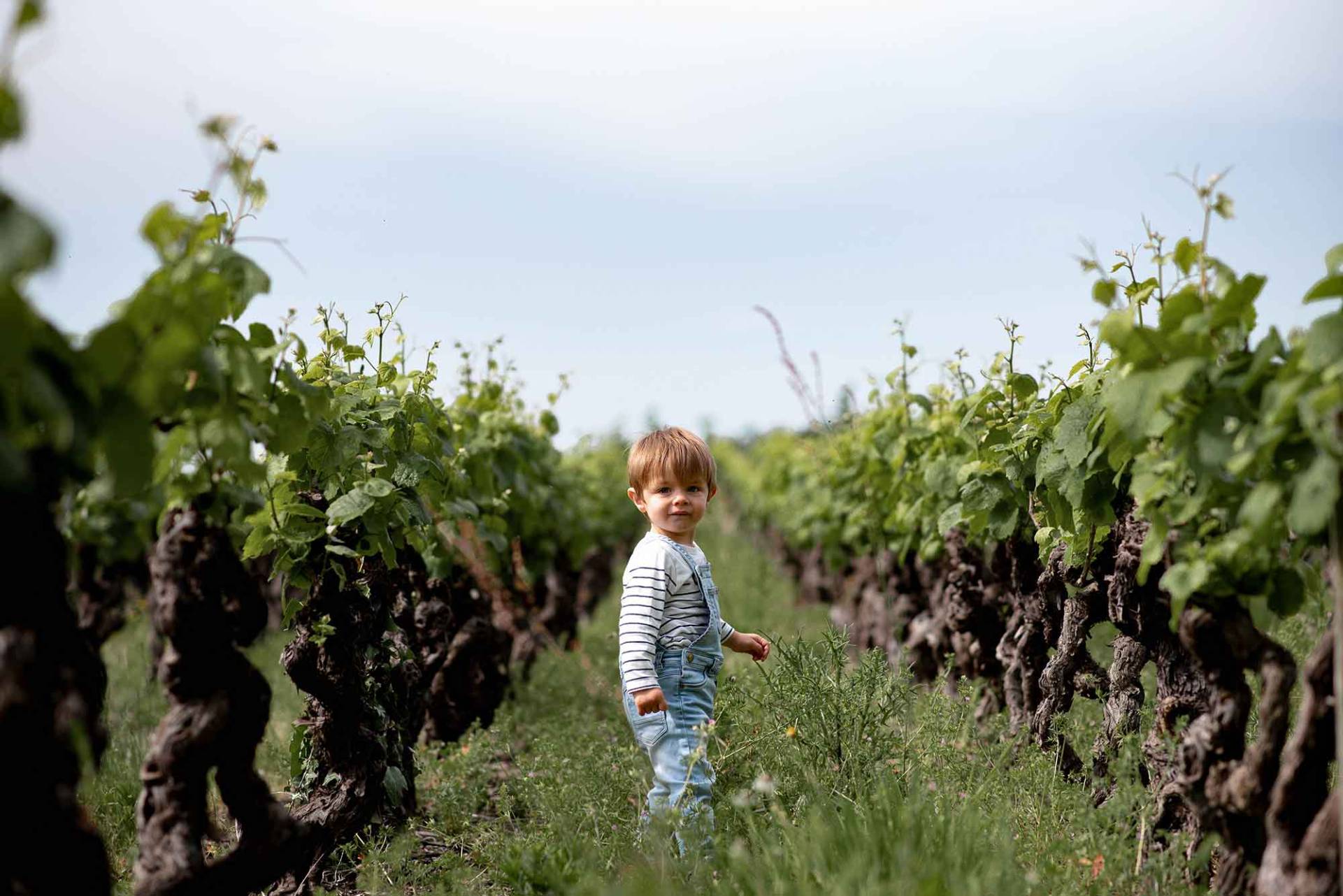 enfant vignes vignoble nantais clisson